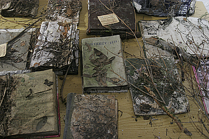 Litvak_Baitov_forest_library4.jpg